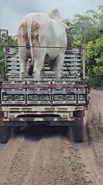 Transporting heavy cattle in the rural area of ​​Barreirinhas. #cattle #barreirinhas #lençóismara...