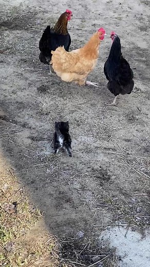 Train them young #chickens #kittens #farmlifethelife