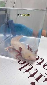 Axolotl with a life threating condition.