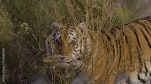 Massive siberian tiger stalking prey in the forest
