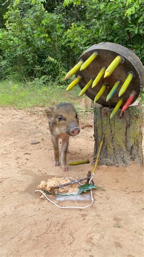 How to easily make a wild boar trap using a small, sharp piece of wood.#shorts #woodsman #huntinfool