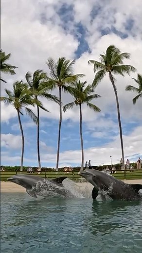 Revolutionary Dolphin Conservation: PHASM