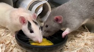 Kick back and enjoy snack time with some ambassador animals! Video Footage: Keeper Kaylee | Blank Park Zoo