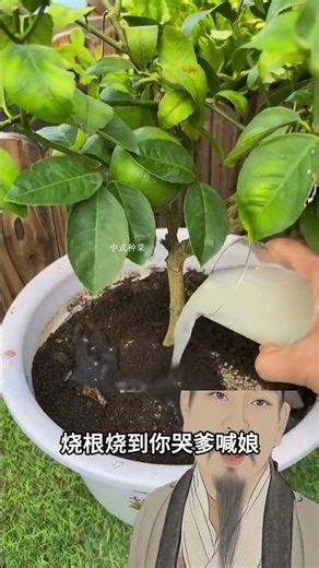 种菜还花钱买肥料你钱多烧得慌！家里破烂全是宝！