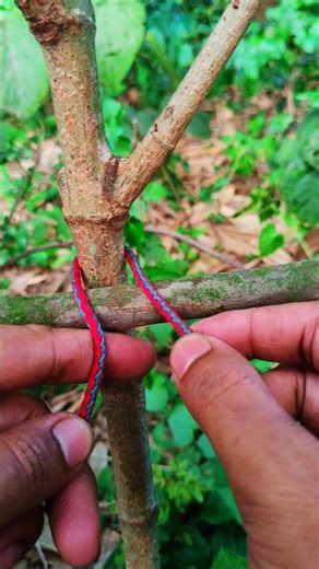 Popular Knot — Simple, Strong & Always Works (Never Fails!)