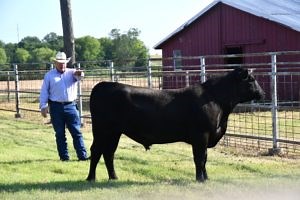 Stiles Farm Field Day features herd bull selection, cropping systems alternatives - Department of Animal Science