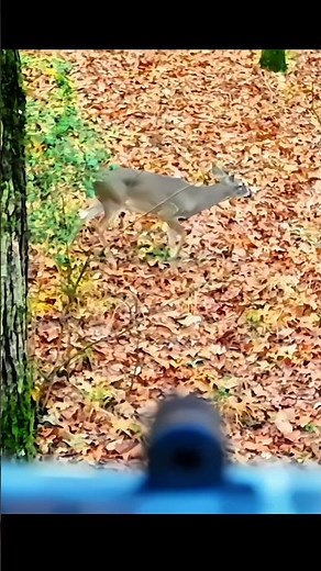 Deerhunting with longbow #moose#bucks#hunting#deerhunting #whitetail#deer#archery #bowhunting