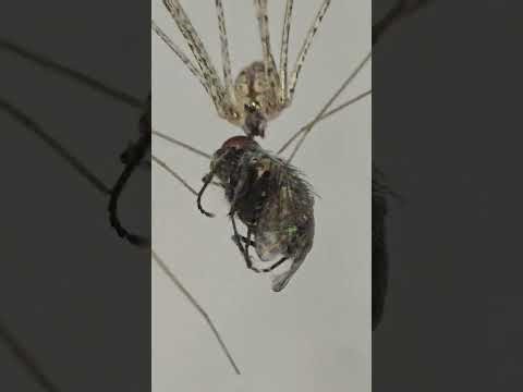 House spider catches a common fly