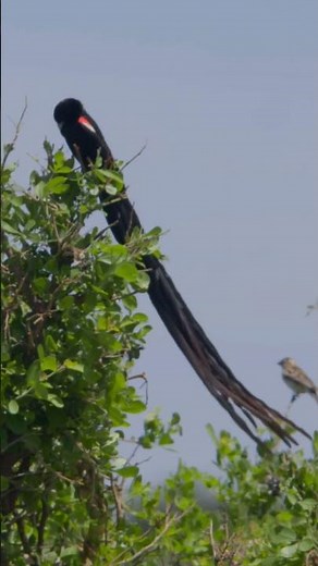 The Longest Tail in the Savanna