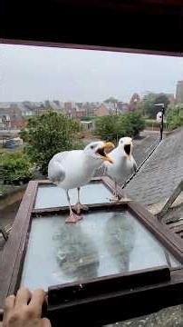 My Pet Seagull Family Is Growing...