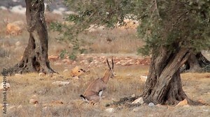 Israeli mountain gazelle marking his teritory Israeli mountain gazelle defecates in the nature
