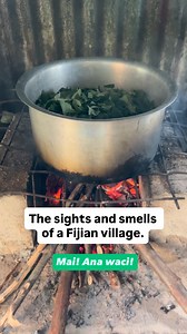 6.2K views · 1.2K reactions | Cooking taro leaves for dinner. My Grandma’s favorite meal. You can hear her in the background giving me instructions…. Step 1) Wait until the coconut milk is boiling before putting in leaves (add salt and half the onion before it boils)Step 2) Put in leaves and wait until the coconut milk boils up the sides Step 3) Put in the second half of the onions Step 4) Now you can turn the leaves over (AND YOU ONLY DO THIS ONCE!!)Step 5) Put in the weaker (second squeeze) of