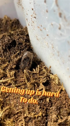 Getting Out of Bed is Hard… Even for Baby Box Turtles 🐢😂