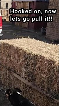 Gee were pulling it with the truck I wonder if the horse could pull it! #ourlittletexasranch