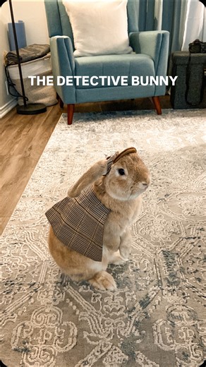 40K views · 3.5K reactions | Basil the Detective Bunny is the ultimate banana inspector Sherlock Holmes wishes he had 類 Note: Basil doesn’t find costumes/apparel comfortable so this was only used for a few minutes before taking it off. Remember that every pet has their preference of comfort! Bringing back Basil’s halloween costume from 2022  | Basil the Bunny | Facebook