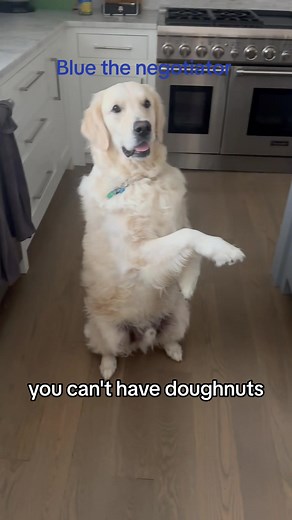 Blue the Negotiator: Dog Deserves a Treat