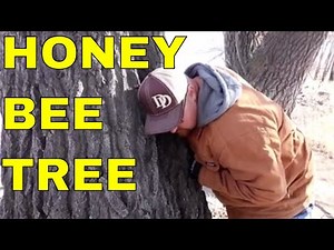 HOW TO GET HONEY FROM TREE AND NOT HARM THE BEES