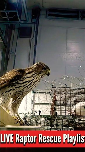 Even Hawks Get Scared Sometimes #hawk #animalrescue #shorts
