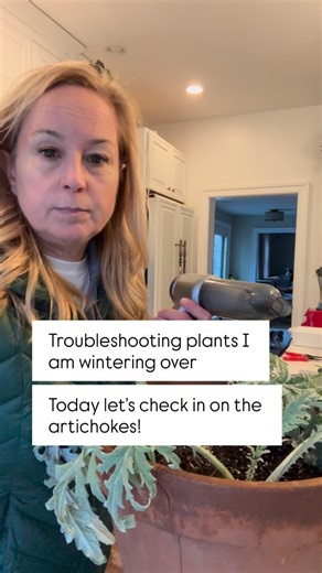 Toni Farmer MES on Instagram: "Some of the plants I winter over really want to live outside. When problems happen, we troubleshoot! #artichokes #organicgardening"