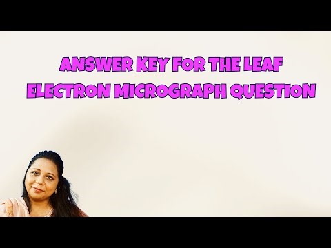 A-Level Biology: Stomata, Gas Exchange & Leaf Adaptations | Full Exam Question Explained