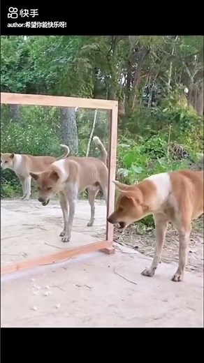 Intense Dog Play Fight | Friendly Wrestling Between Dogs!