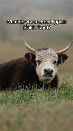 What do you reckon Pippa is thinkin ‘bout?🐮 | Katie Van Slyke