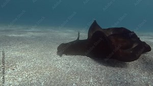 Sea Hare crawls on a sandy bottom. Nudibranch or sea slug - Black sea hare, Mottled Seahare or Sooty Seahare (Aplysia fasciata). Underwater shot. Mediterranean Sea, Europe.