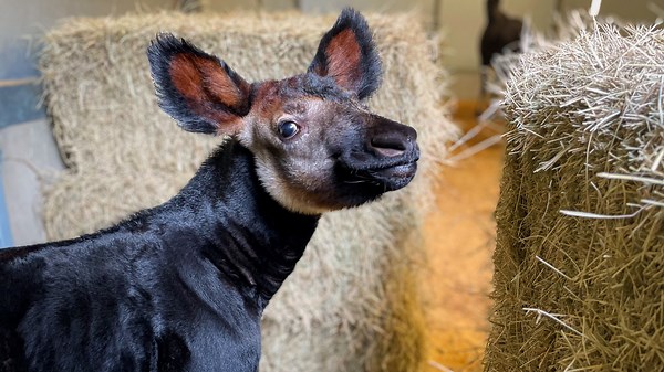 Houston Zoo's Baby Okapi Meets Mayor Namesake