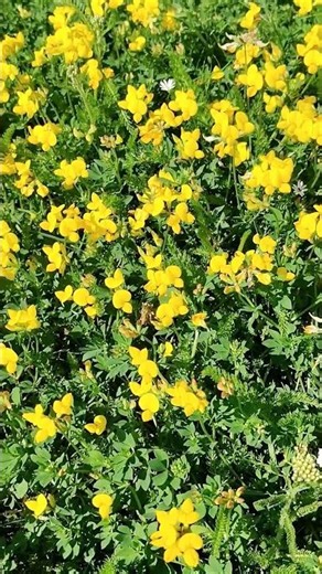 Bird's-foot trefoil (Lotus corniculatus)