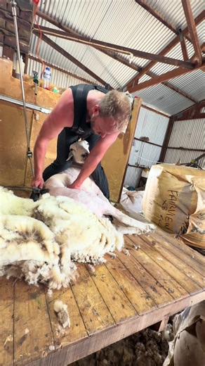 Fresh Cut for a Big Ewe After a Dance