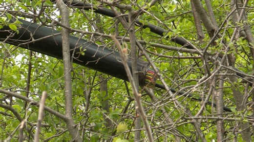 Fibre optic cable cut in rural Kingston, Ont.