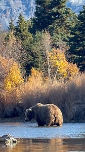 6.8K views · 4.7K reactions | You don’t get that big by hurrying. This impressively large brown bear took her time moving about. I imagine she’s comfortably tucked in her den with her two cubs right now. #readyforwinter #chonky #bears #winteriscoming #brownbears #ourplanetdaily #wildlifeplanet #beautiful #wildlife @kodiakairservice | Kodiak Island Expeditions | Facebook