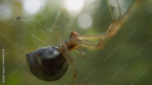 Spider with round fat belly crawls along gentle web in summer wood slow motion. Probe lens footage of insect in wild nature extreme closeup