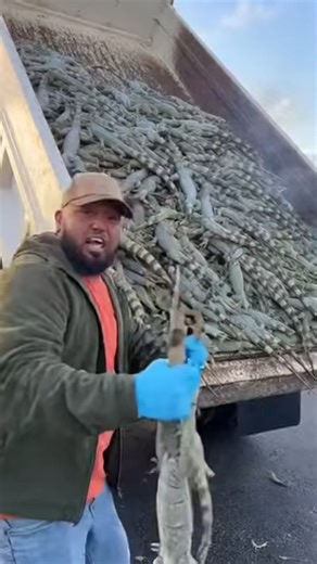 When a cold snap hits Southwest Florida, the strangest things start happening… and nothing captures it better than a full truckload of cold-stunned iguanas being collected in Naples, Florida. These invasive green iguanas lose their grip and freeze up when temperatures drop, turning sidewalks, trees, and backyards into unexpected wildlife zones. Crews in Florida step in to safely gather the immobilized reptiles, preventing them from causing damage to homes, seawalls, gardens, and native ecosystem