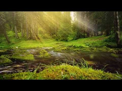 ヒーリングミュージック リラクゼーション 音楽 自然の音 - 癒し 音楽 - 瞑想 音楽 ヨガ- リラックス 音楽 - 静かな曲 森 音 鳴き声 鳥 #5