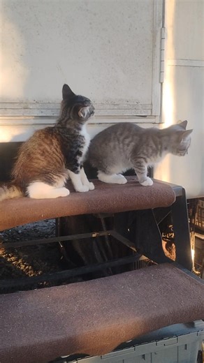 Mean butts Chris Downes 🤣 | Carrie Downes