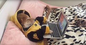 This Dog Is Addicted To Watching Netflix (Yes, There's Video)