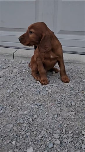 Irish Setter puppy for sale
