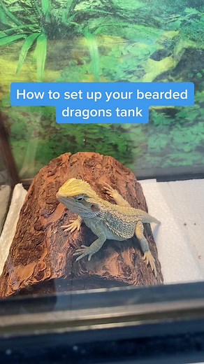 Soldan's Pet Supplies on TikTok