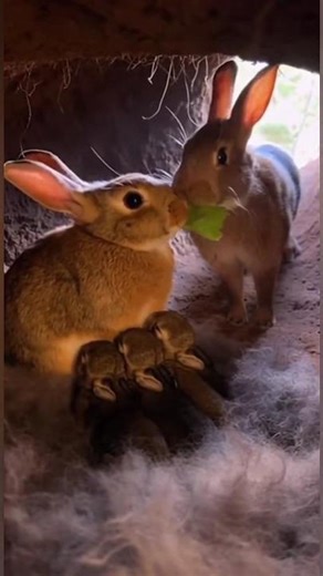 The Cutest Rabbit Family on Earth 🐰💛 (A Moment You’ll Never Forget)