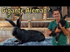 German Giant Rabbit / Flemish Giant
