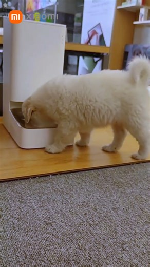 6.6K views · 45 reactions | Dale de comer a tu peludo desde donde quiera que estés, con el dispensador para mascotas de Xiaomi, adquiérelo en Sears.  | Sears Guatemala | Facebook