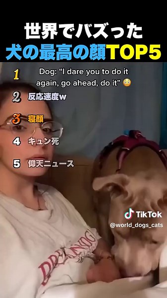 犬の最高の顔TOP5