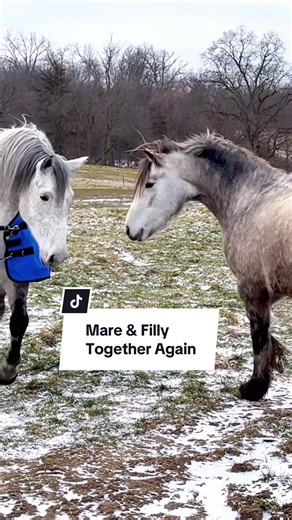 Mother an daughter (Mare & Filly) are reunited again! | esmeralda and her mom