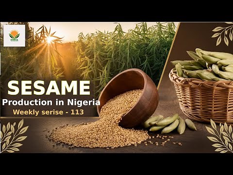 Sesame Production in Nigeria: Farming Techniques, Opportunities, and Market Potential