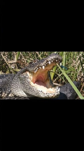 200 Million Years of Perfect Design | American Alligator