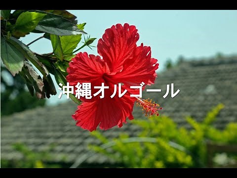 【作業用BGM】沖縄オルゴール~癒しと安らぎのオルゴール~【α波】