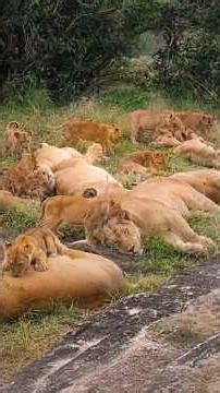 Lioness's Nursing Her Cubs - Kambula Pride | Kruger National Park