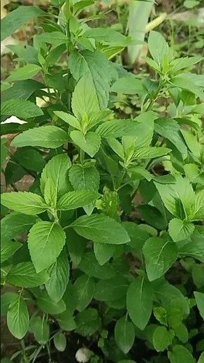 How to Grow Basil Plant #1