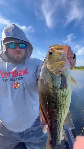3.5K views · 34 reactions | Bass Snatchin' Action with the Reed-Runner Walking Frog!  #TeamNorthlandTackle #WeAreWalleye | Northland Fishing Tackle | Facebook